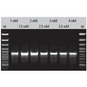 Taq DNA Polimerasi ricombinante