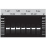 DreamTaq PCR Master Mix (2X)