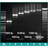 RevertAid H Minus First Strand cDNA Synthesis Kit RevertAid H Minus First Strand cDNA Synthesis Kit