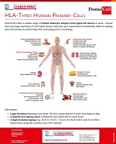 HLA Typed Human Primary Cells